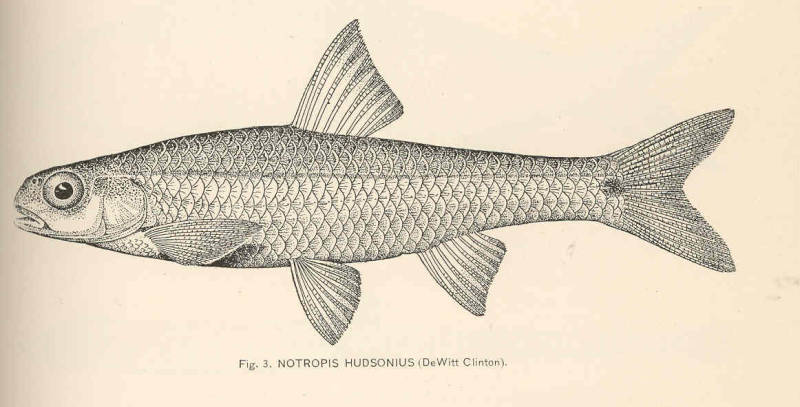 Notropis Hudsonius (Clinton, 1824)